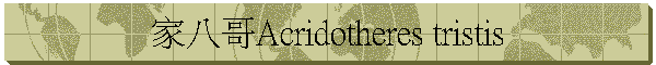  家八哥Acridotheres tristis