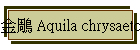 金鵰 Aquila chrysaetos
