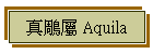 真鵰屬 Aquila