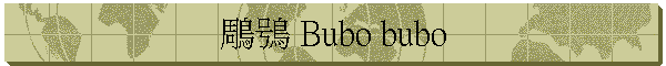 鵰鴞 Bubo bubo