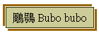 鵰鴞 Bubo bubo