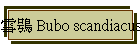 雪鴞 Bubo scandiacus