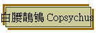 白腰鵲鴝 Copsychus malabaricus