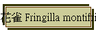 花雀 Fringilla montifringilla
