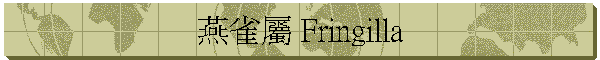 燕雀屬 Fringilla