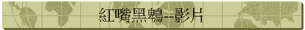 紅嘴黑鵯--影片