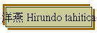 洋燕 Hirundo tahitica