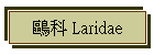 鷗科 Laridae