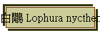 白鷳 Lophura nycthemera