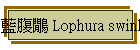 藍腹鷳 Lophura swinhoii