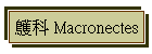 鸌 Macronectes