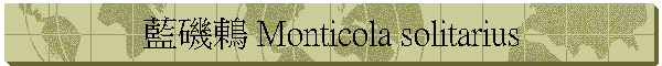 藍磯鶇 Monticola solitarius