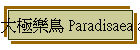 大極樂鳥 Paradisaea apoda