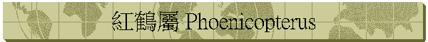 紅鶴屬 Phoenicopterus