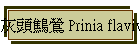灰頭鷦鶯 Prinia flaviventris