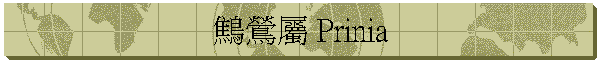 鷦鶯屬 Prinia