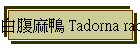 白腹麻鴨 Tadorna radjah