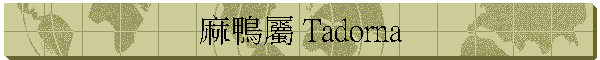 麻鴨屬 Tadorna