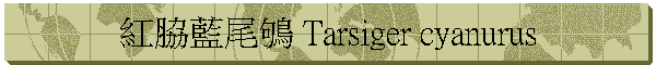 紅脇藍尾鴝 Tarsiger cyanurus