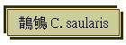 鵲鴝 C. saularis