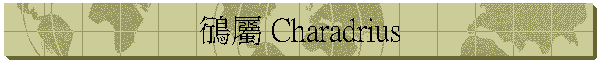 鴴屬 Charadrius