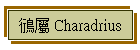 鴴屬 Charadrius