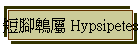 短腳鵯屬 Hypsipetes