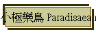小極樂鳥 Paradisaea minor
