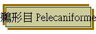 鵜形目 Pelecaniformes