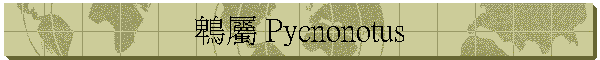 	鵯屬 Pycnonotus