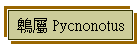 	鵯屬 Pycnonotus