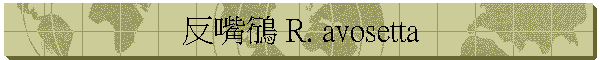反嘴鴴 R. avosetta
